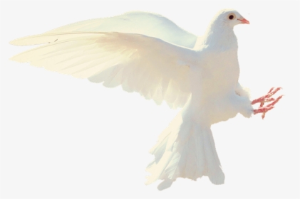 White Bird Png, Transparent Png, Free Download