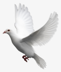 White Dove No Background, HD Png Download, Free Download