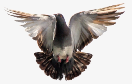 Pigeon Flying Png Image - Pigeon Png, Transparent Png, Free Download