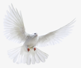 White Pigeon Png - Transparent Background Flying Pigeon Png, Png Download, Free Download
