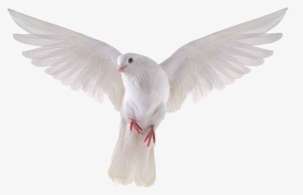 Pigeon Png Clipart - White Dove Transparent Background, Png Download, Free Download