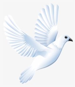 Pigeon Png - Dove White Clipart, Transparent Png, Free Download