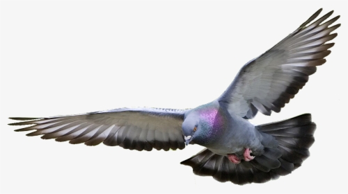 Pigeon Png Hd - Pigeon Png, Transparent Png, Free Download