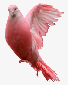 Pink Pigeon Png Image - Pink Pigeon Png, Transparent Png, Free Download