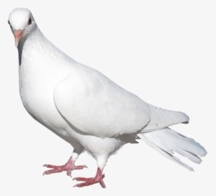 Sitting White Pigeon Png, Transparent Png, Free Download