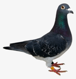 Pigeon Png No Background, Transparent Png, Free Download