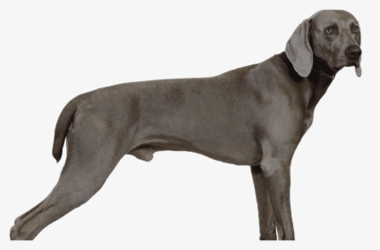 Weimaraner, HD Png Download, Free Download