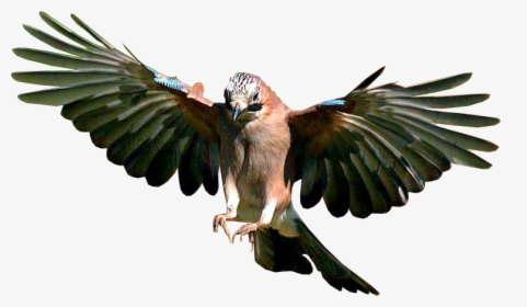Jay Bird Flying - Bird Flying Transparent Background, HD Png Download, Free Download