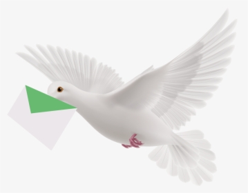 Homing Pigeon Flight Columbidae Bird - White Flying Pigeon Png, Transparent Png, Free Download