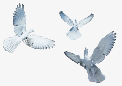 Dove Flying Png - Dove Back Png, Transparent Png, Free Download