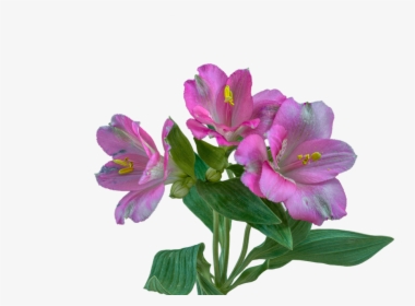 Purple Alstroemeria Png, Transparent Png, Free Download