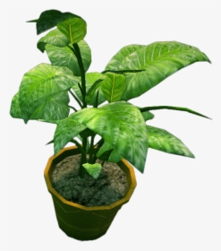 Transparent Indoor Plant Png - Potted Plant Top Png, Png Download, Free Download