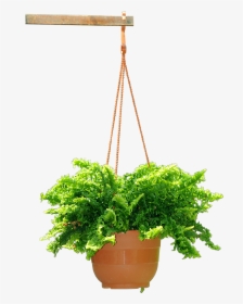 Hanging Plant - Transparent Hanging Basket Png, Png Download, Free Download