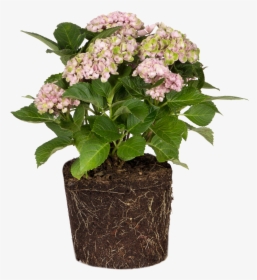 Small Mum Plants , Png Download - Flowerpot, Transparent Png, Free Download
