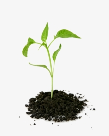 Growing Plant Png Transparent Picture - Plant Growing Out Of Ground, Png Download, Free Download