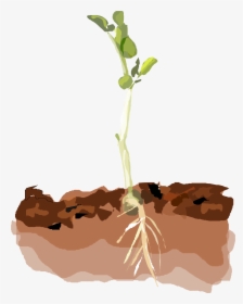 Transparent Small Plant Png - Plants In Soil Clipart, Png Download, Free Download