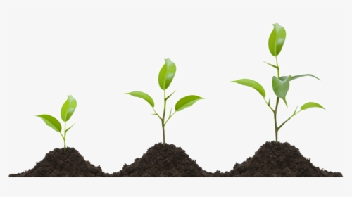 Growing Plant Png Transparent Image - Grow Png, Png Download, Free Download
