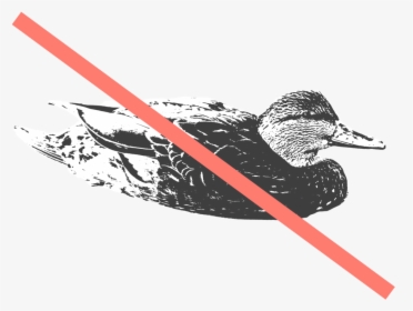 Black - Red-breasted Merganser, HD Png Download, Free Download