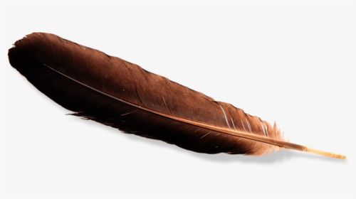 Eagle Feather Law , Png Download - Eagle Feather Png, Transparent Png, Free Download