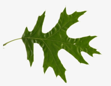 Picture Of Oak Leaves - Oak Leaf Transparent Background, HD Png Download, Free Download