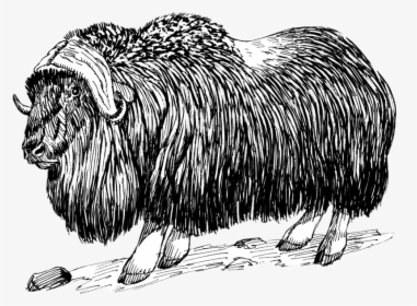 Musk Ox Drawing Black And White Clip Arts - Musk Ox Black And White, HD Png Download, Free Download