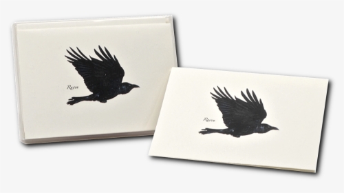 Transparent Raven Feather Png - Hawk, Png Download, Free Download