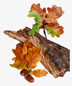 Autumn Oak Leaves And Acorns, HD Png Download, Free Download
