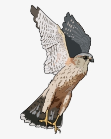 Merlins Falcon Clip Arts - Clipart Falcon Transparent Background, HD Png Download, Free Download