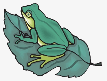 Transparent Frog Clipart Png - Clip Art, Png Download, Free Download