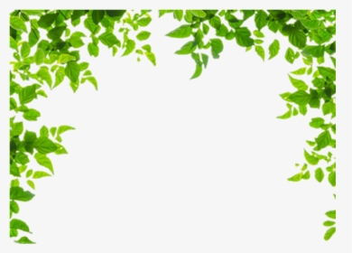 Leaf Border Png Images Free Transparent Leaf Border Download Kindpng