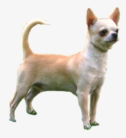 Chihuahua, HD Png Download, Free Download