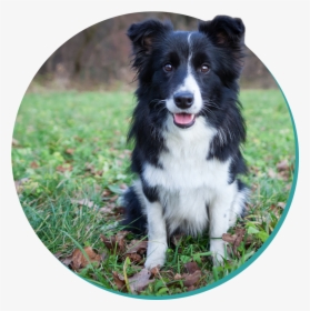 Border Collie, HD Png Download, Free Download