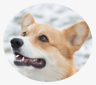 Image Icon - Dog, HD Png Download, Free Download