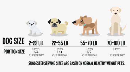 Graphic Showing How Much Hemp For Dogs Your Pet Should - Companion Dog, HD Png Download, Free Download