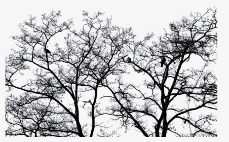 Tree Landscape Bird Sky Nature Transparent Sky - Tree, HD Png Download, Free Download