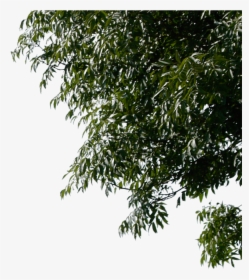 Rama De Árbol De Fondos De Escritorio - Tree Corner Png, Transparent Png, Free Download