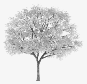 #tree #arbol #snowy #nevado #white #blanco #sauce #willow - Autumn Tree Png, Transparent Png, Free Download