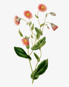 Flower - Vintage Daun, HD Png Download, Free Download