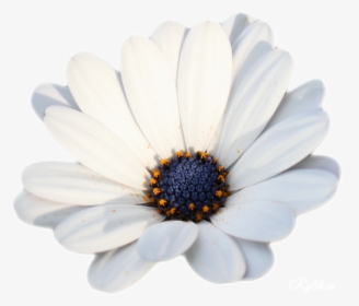 Camomile Png Hd Photo - New Year, Transparent Png, Free Download