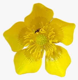 Buttercup Flower With Insects Transparent Image - Transparent Flower No Background, HD Png Download, Free Download