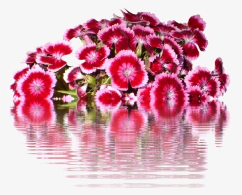 Tausendschön, Png, Flowers, Graphic, Isolated, Flower - Sweet William, Transparent Png, Free Download