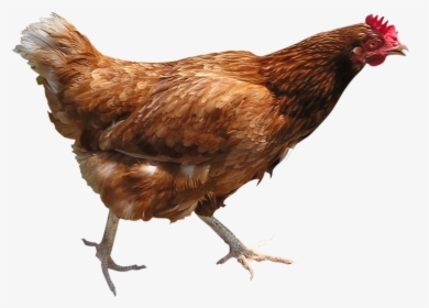 Chicken Pictures Kids - Chicken Png, Transparent Png, Free Download