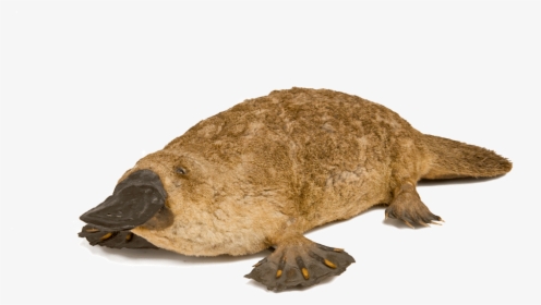 Duck Bill Png - Platypus, Transparent Png, Free Download