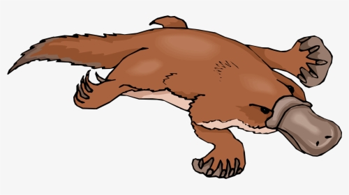Platypus Free Clipart Free Clip Art Images - Duck Billed Platypus Clipart, HD Png Download, Free Download