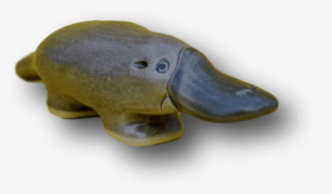 Florida Softshell Turtle, HD Png Download, Free Download