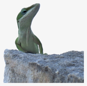 C:\users\bronwyn\desktop\articles\tinyyarddinosaurs9.19\img, HD Png Download, Free Download