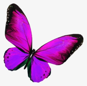 10+ Group Purple Butterflies Png Background