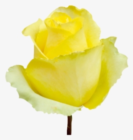 Roses Yellow Tara - Garden Roses, HD Png Download, Free Download