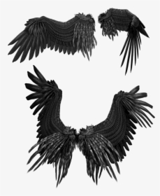 Wings, Wing, Bird, Feathers, Feathered, Black, Angel - Wing, HD Png Download, Free Download