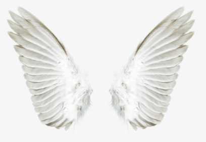 White Angel Wings Png Download - White Angel Wings Png, Transparent Png, Free Download